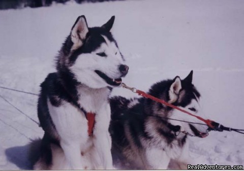 Dog sledding at Auberge and Nordic Spa Beaux Reves Photo