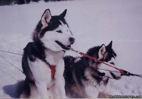 Husky break | Dog sledding at Auberge and Nordic Spa Beaux Reves | Sainte-Adele, Quebec  | Dog Sledding | Image #1/17 | 