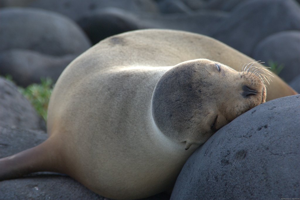 Sea lion | Explore the Galapagos Islands with Andean Trails | Image #3/22 | 