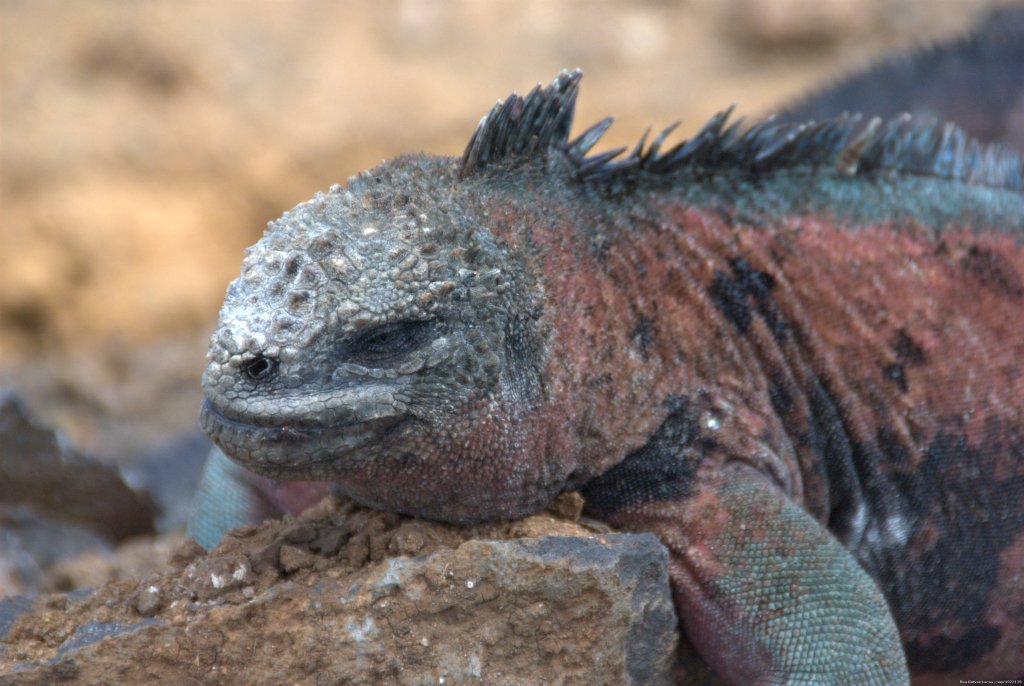Iguana | Explore the Galapagos Islands with Andean Trails | Image #21/22 | 