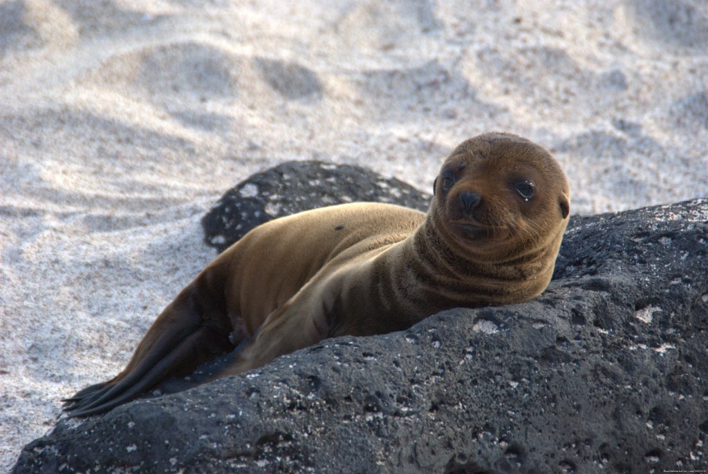 Sea lion pup | Explore the Galapagos Islands with Andean Trails | Quito, Ecuador | Wildlife & Safari Tours | Image #1/22 | 