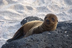 Explore the Galapagos Islands with Andean Trails | Quito, Ecuador Wildlife & Safari Tours | Great Vacations & Exciting Destinations