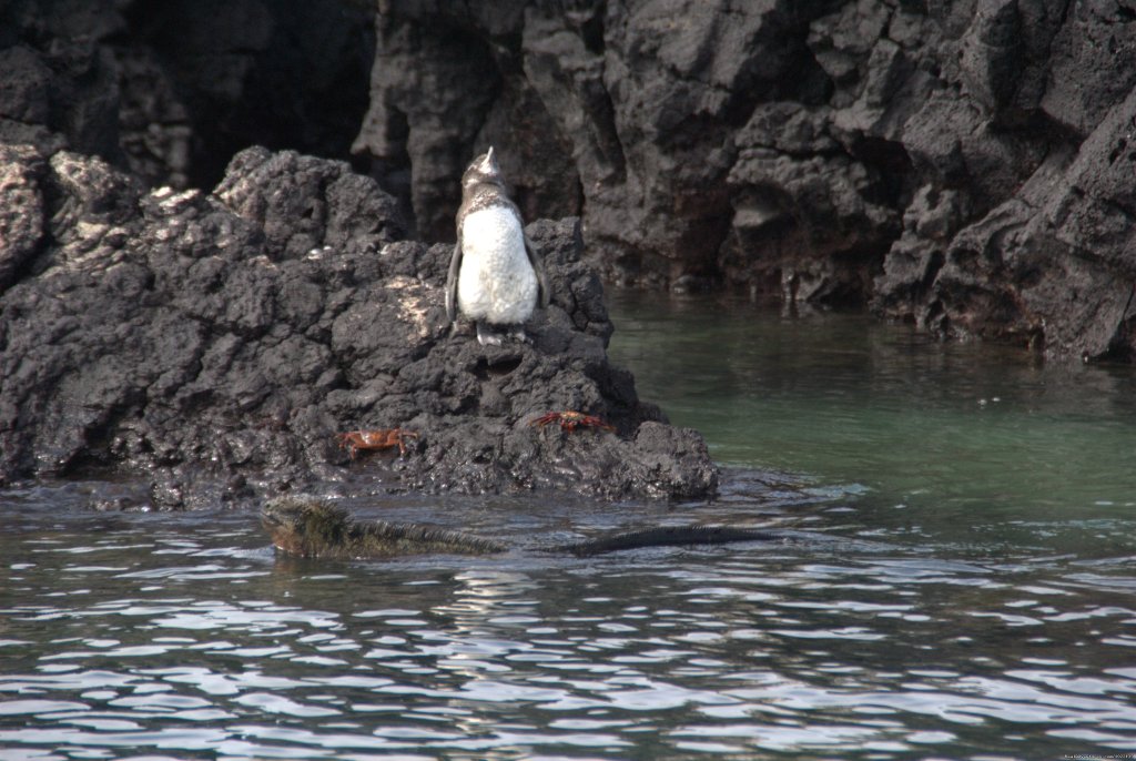 Penguins | Explore the Galapagos Islands with Andean Trails | Image #22/22 | 