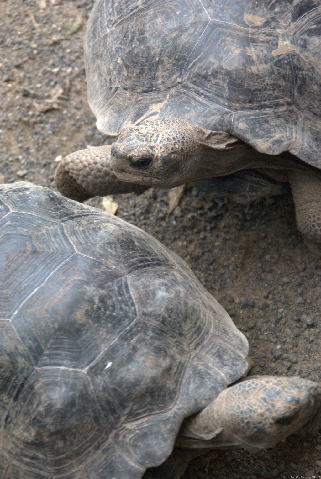 Giant Tortoises | Explore the Galapagos Islands with Andean Trails | Image #14/22 | 