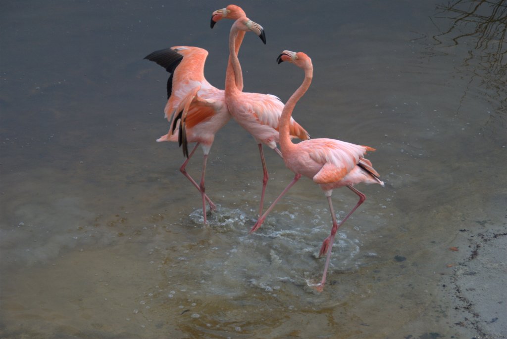 Flamingos | Explore the Galapagos Islands with Andean Trails | Image #13/22 | 