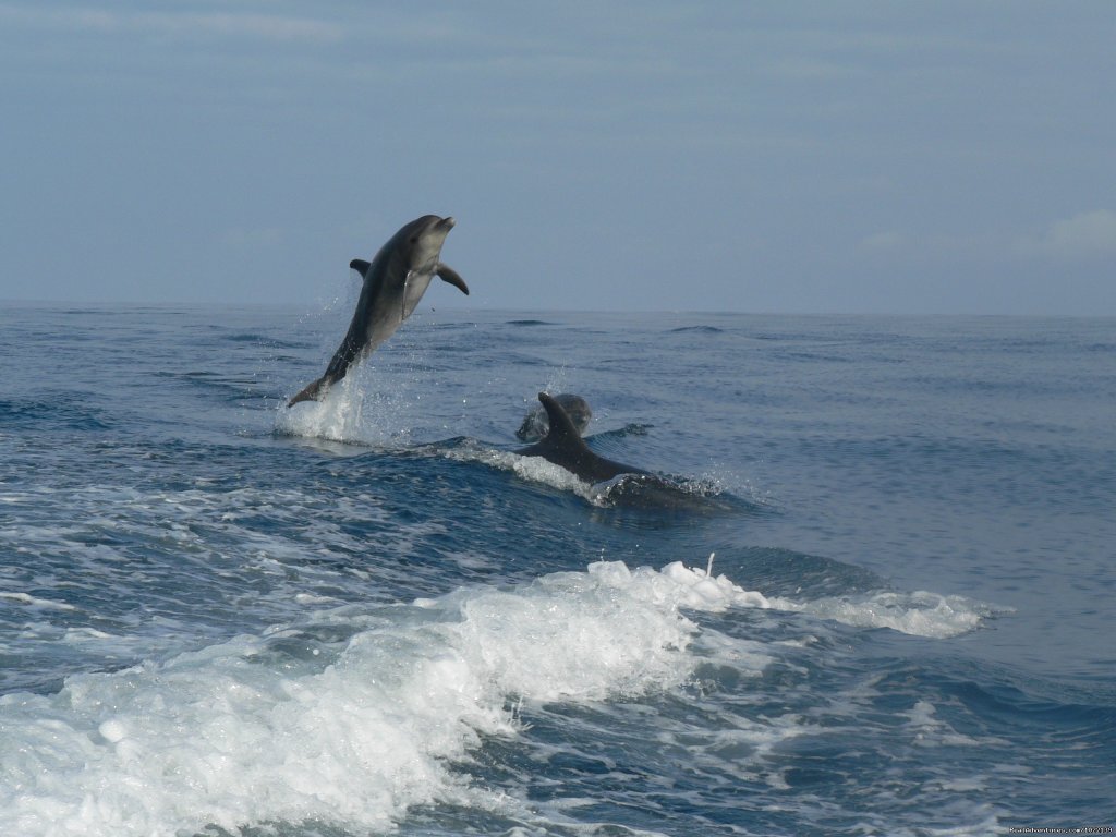 Leaping dolphins | Explore the Galapagos Islands with Andean Trails | Image #8/22 | 