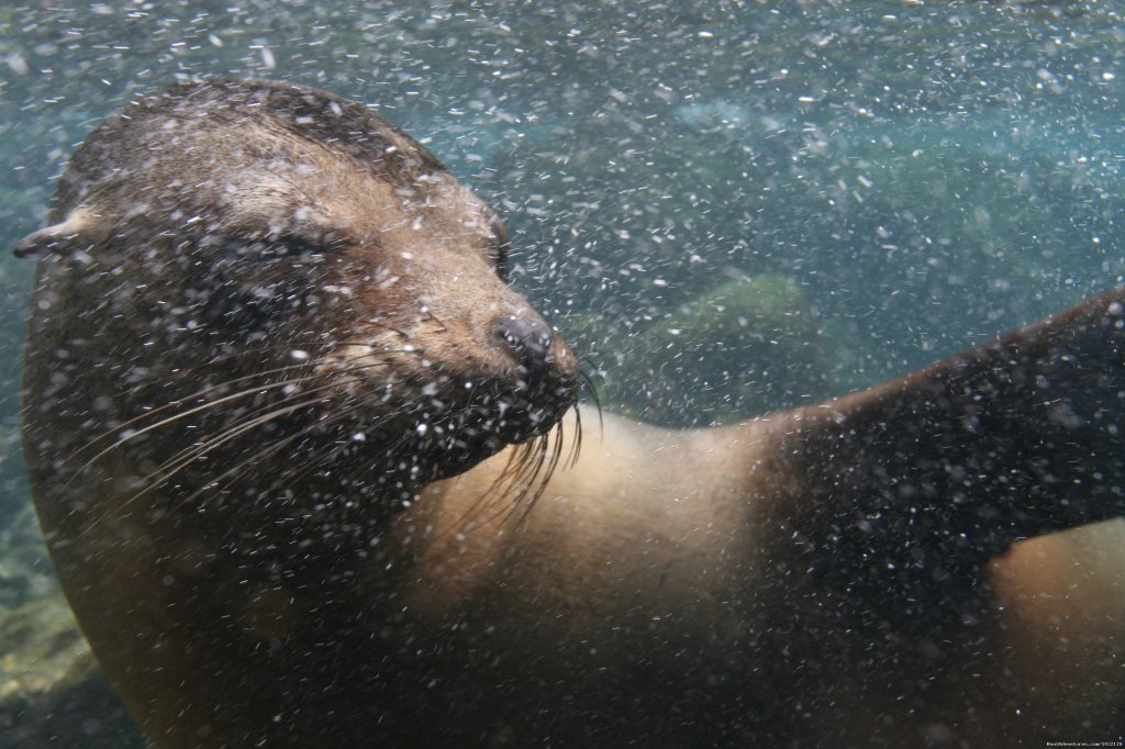 Sea lions | Explore the Galapagos Islands with Andean Trails | Image #20/22 | 