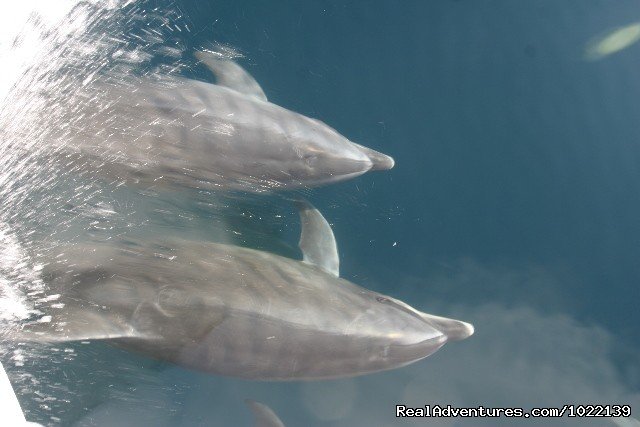 Dolphins | Explore the Galapagos Islands with Andean Trails | Image #19/22 | 