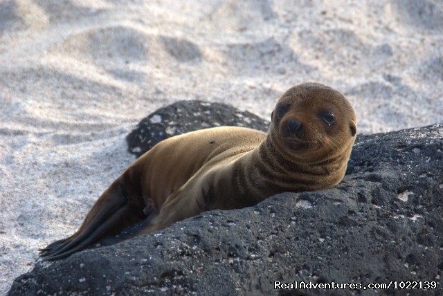 Explore the Galapagos Islands with Andean Trails Photo