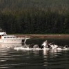 United States Vacations - Alaska Yacht Charters Aboard Alaskan Song