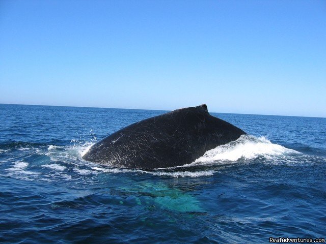 Humpback Whale In Costa Rica | Costa Rica Beach-Mountain Adventure 11 Day/10 Nts | Image #9/22 | 