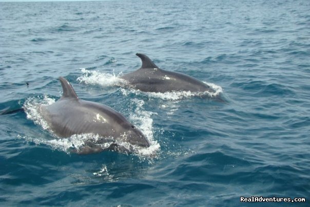 Spinner Dolphin In Gulf Of Papagayo, Costa Rica | Costa Rica Beach-Mountain Adventure 11 Day/10 Nts | Image #12/22 | 
