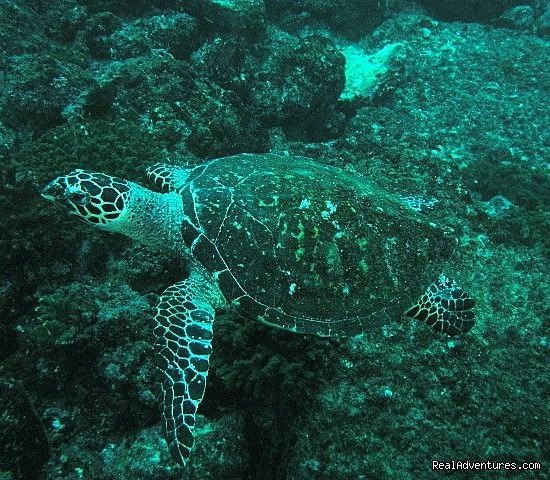 Hawksbill turtle at Catalina Islands, Costa Rica | Costa Rica Beach-Mountain Adventure 11 Day/10 Nts | Image #13/22 | 