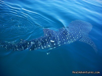 Whale Shark in Costa Rica | Costa Rica Beach-Mountain Adventure 11 Day/10 Nts | Image #20/22 | 