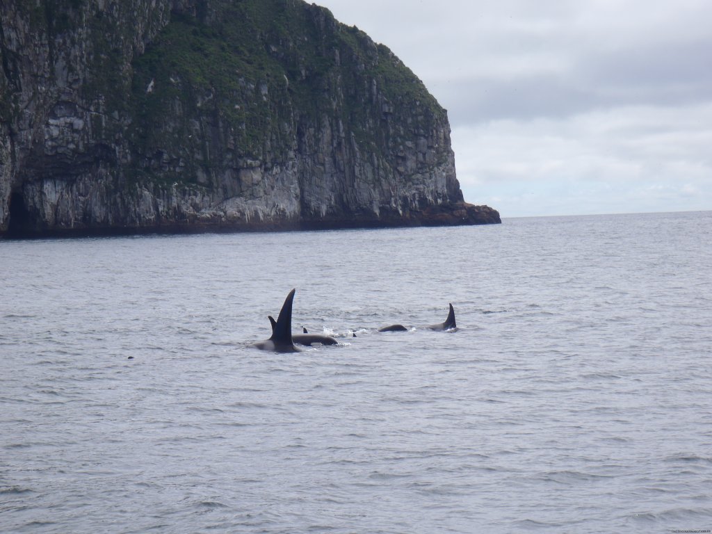 Orca Whales | Alaska Adventures at Krog's Kamp | Image #14/15 | 