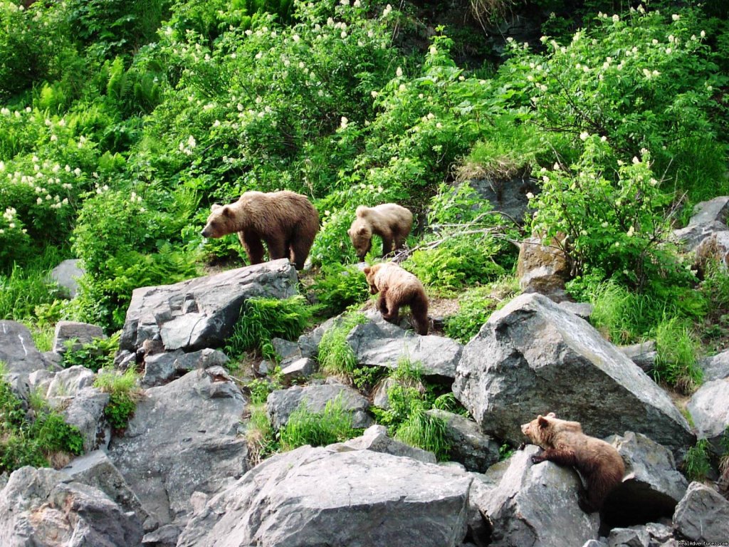 Bear Viewing at its Best | Alaska Adventures at Krog's Kamp | Image #12/15 | 