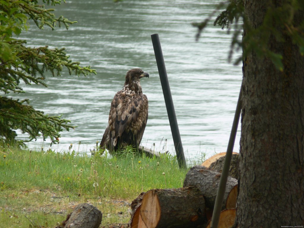 A Juvenile Bald Eagle | Alaska Adventures at Krog's Kamp | Image #11/15 | 