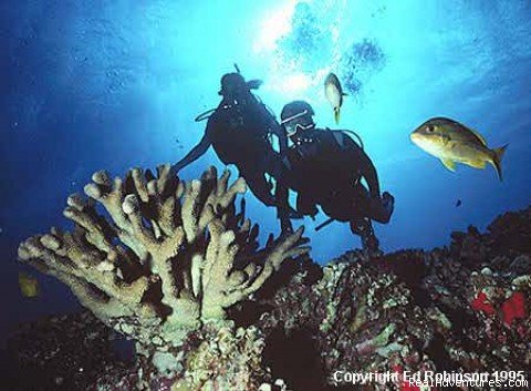 Maui Reef | Ed Robinson's Diving Adventures | Kihei, Hawaii  | Scuba Diving & Snorkeling | Image #1/5 | 