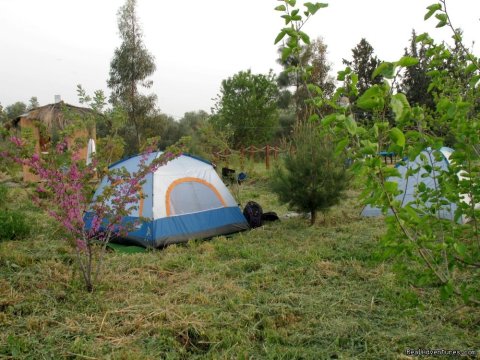 Camping Area In The Nearby Wood
