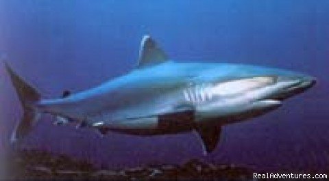 Silvertip Shark at the Burma Banks | SANTANA diving & canoeing | Phuket - Patong Beach, Thailand | Scuba Diving & Snorkeling | Image #1/7 | 
