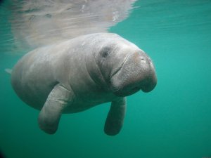 Snorkeling with Manatees in Crystal River | Crystal River, Florida | Eco Tours
