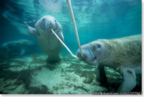Flossing manatee style