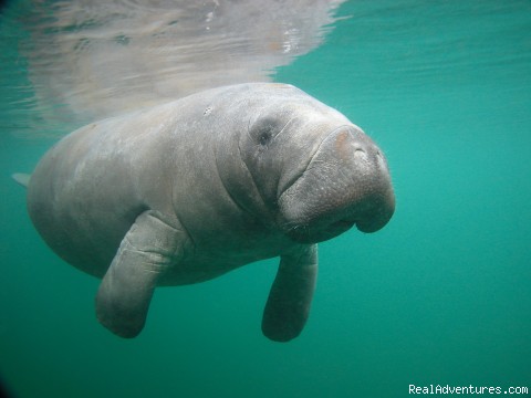 Snorkeling with Manatees in Crystal River Photo