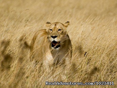 Uncover the World | Nairobi, Kenya | Wildlife & Safari Tours | Image #1/1 | 