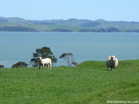 Vacations on stunning New Zealand farms: Photo #9