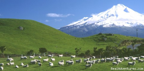 Vacations on stunning New Zealand farms: Photo #11