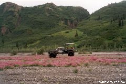 Denali Sightseeing Safaris LLC Photo