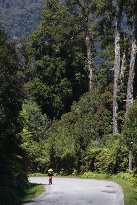 West Coast Beech Forest, South Island