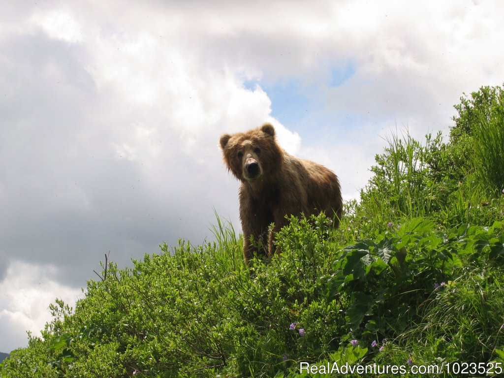 Kodiak Brown Bear | Alaska's Kodiak Wilderness Sport Fishing | Image #6/11 | 