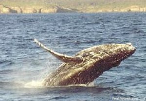 Dolphin Explorer Cruises | Huskisson, Jervis Bay, Australia | Whale Watching