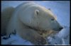 Polar Bears of Churchill | East, Manitoba