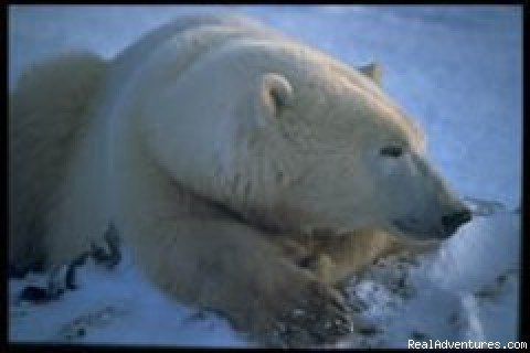 Photo #1 | Polar Bears of Churchill | East, Manitoba  | Wildlife & Safari Tours | Image #1/1 | 