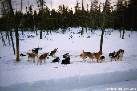 White Wolf Wilderness Expeditions | Image #8/9 | 