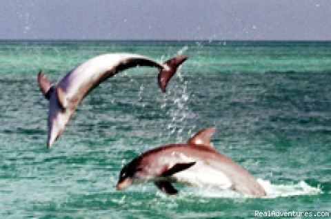 Dolphin Encounter with Wild about Dolphins Jumping for joy