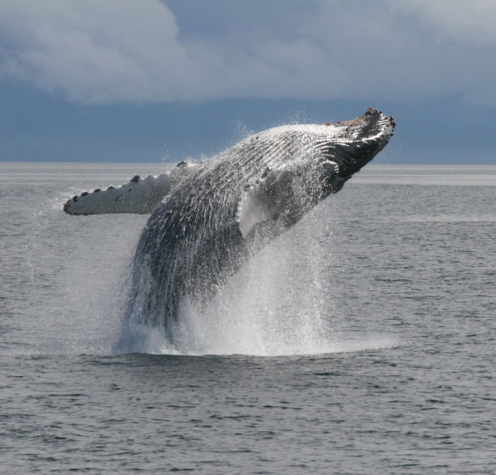 Humpback Whale Breach In Frederick Sound | Alaska Sea Adventures Yachtalaska | Image #14/22 | 