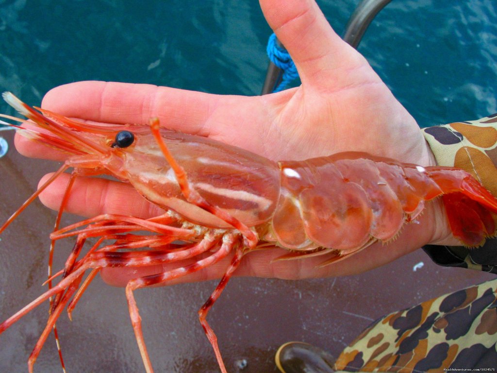 Fresh Crab For Dinner! | Alaska Sea Adventures Yachtalaska | Image #21/22 | 