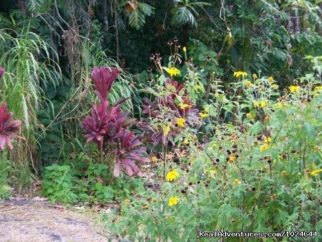 Garden flowers | Hana Maui Botanical Gardens B&B/Vacation Rentals | Image #4/6 | 