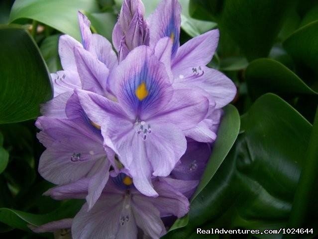 Garden water hyacinths | Hana Maui Botanical Gardens B&B/Vacation Rentals | Image #5/6 | 