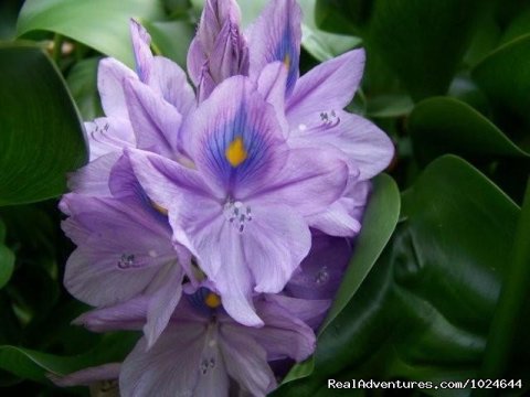 Garden water hyacinths
