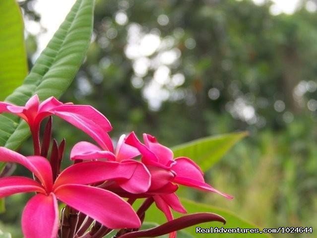 Garden plumeria flowers | Hana Maui Botanical Gardens B&B/Vacation Rentals | Hana, Maui, Hawaii  | Bed & Breakfasts | Image #1/6 | 