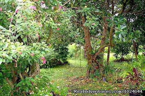 Garden walk | Hana Maui Botanical Gardens B&B/Vacation Rentals | Image #6/6 | 