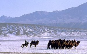 Selena Travel Mongolia