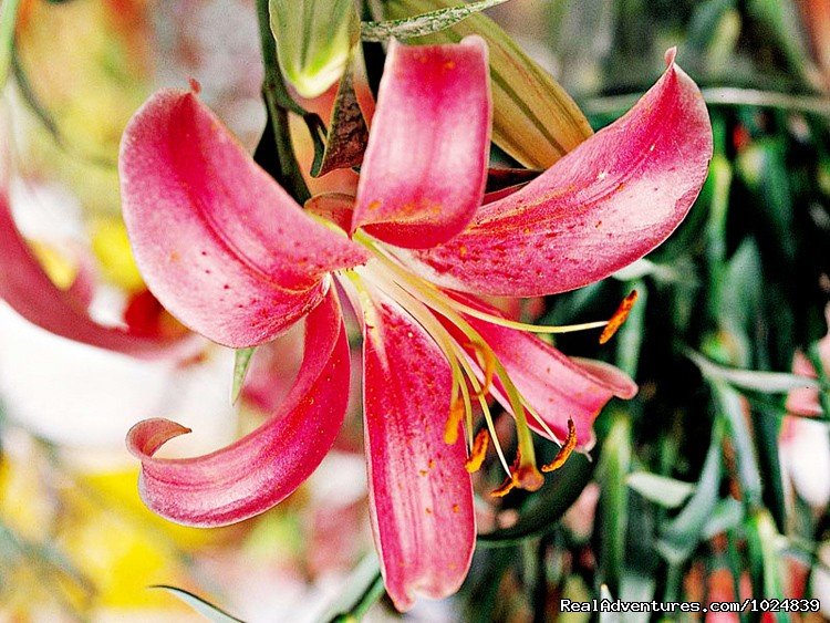 Flower | Nepal Highlights | Image #13/15 | 