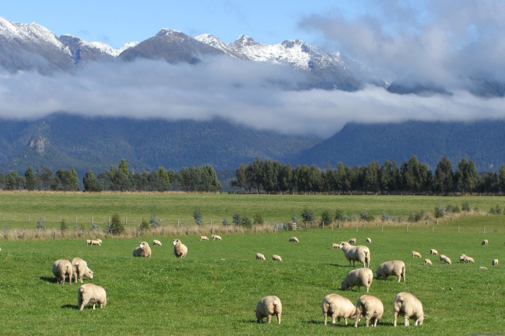 sheep and mountains | New Zealand Custom Tours by Tailored Travel | Image #3/6 | 