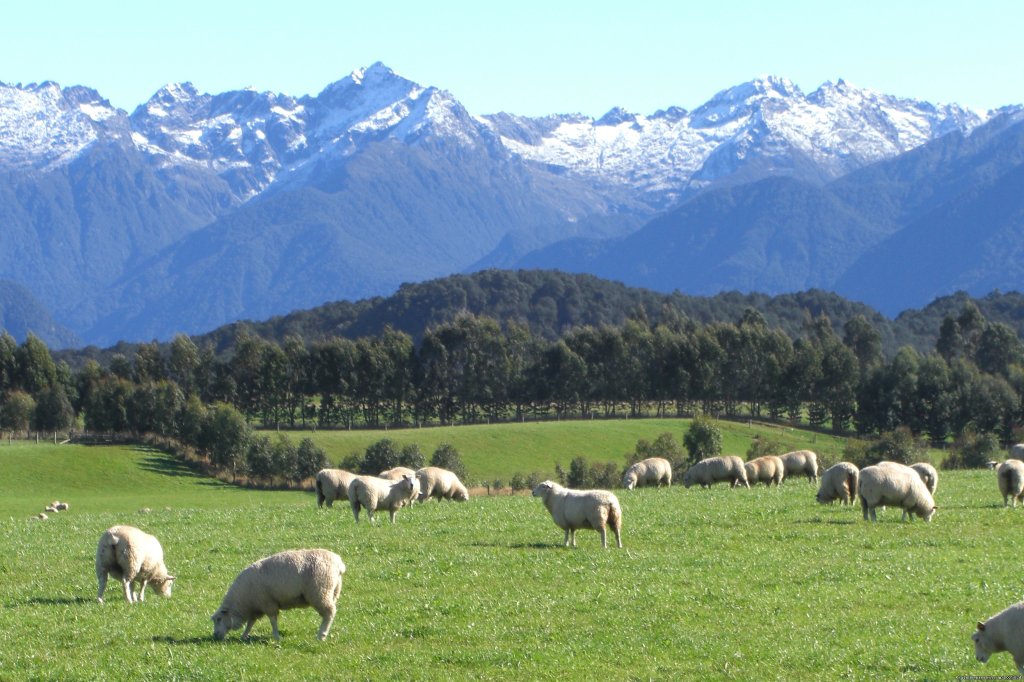sheep mountains | New Zealand Custom Tours by Tailored Travel | Image #5/6 | 
