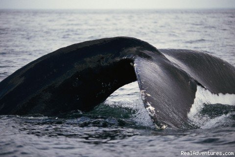Whale Watching | Maine Family Adventures | Portland, Maine  | Whale Watching | Image #1/3 | 